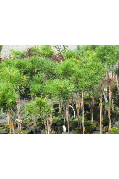 Сосна чорна Глобоза - контейнерні саджанці в садовому центрі